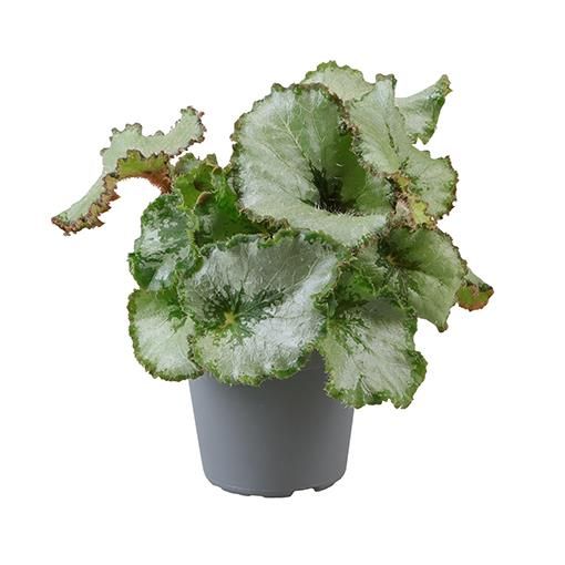 Begonia ESCARGOT