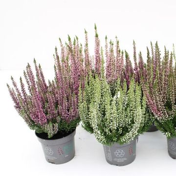 Calluna vulgaris BEAUTY LADIES MIX
