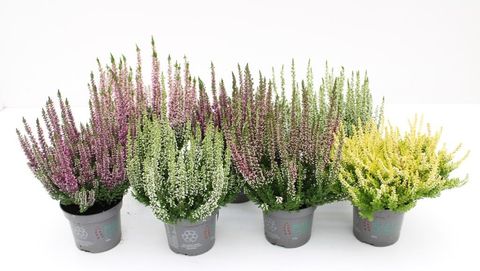 Calluna vulgaris BEAUTY LADIES MIX