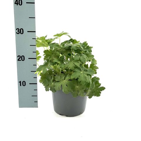 Geranium macrorrhizum 'Spessart'