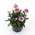 Dianthus OSCAR