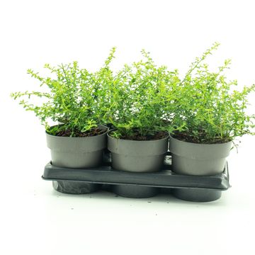 Ceanothus 'Blue Sensation'