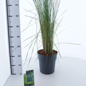 Poa labillardierei 'Glauca'