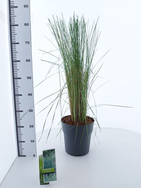 Poa labillardierei 'Glauca'