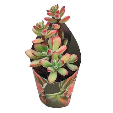 Echeveria pulvinata