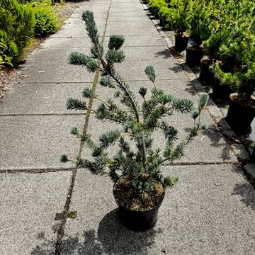 Pinus parviflora 'Saphir'