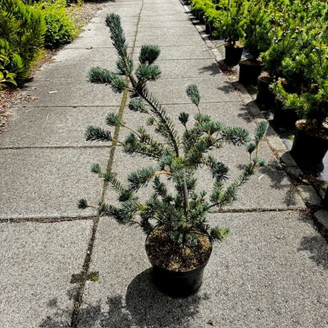 Pinus parviflora 'Saphir'