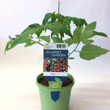 Solanum lycopersicum 'Ribs'