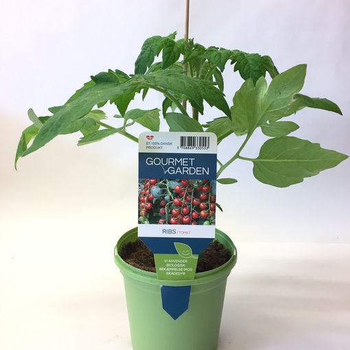Solanum lycopersicum 'Ribs'