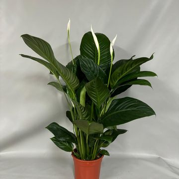 Spathiphyllum 'Isabella'