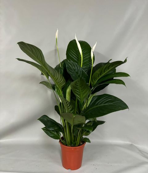 Spathiphyllum 'Isabella'