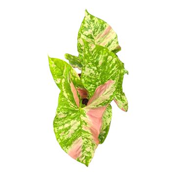 Syngonium 'Strawberry Princess'