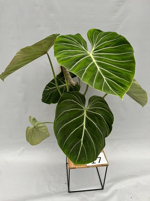 Philodendron gloriosum