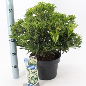 Pieris japonica 'Debutante'