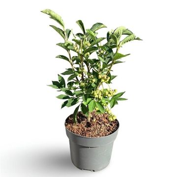 Euonymus phellomanus