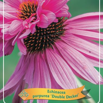 Echinacea purpurea 'Double-Decker'