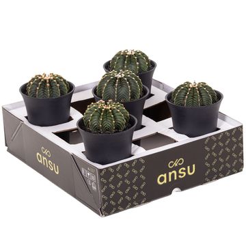 Gymnocalycium GREEN STRIPE