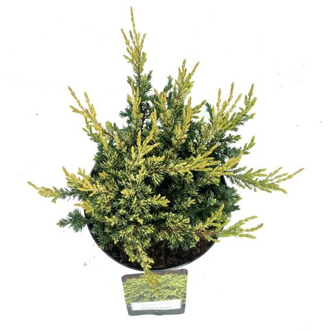 Juniperus communis 'Goldschatz' — Plant Wholesale FlorAccess