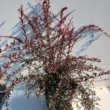 Berberis thunbergii 'Red Chief'