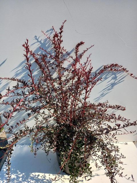 Berberis thunbergii 'Red Chief'