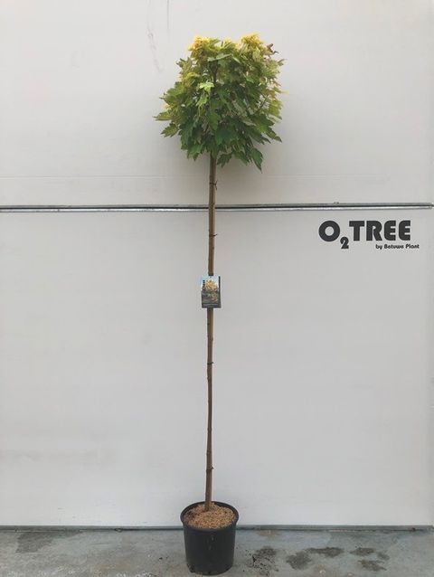 Acer pseudoplatanus 'Brilliantissimum'