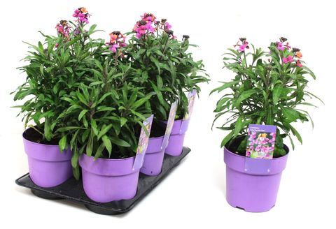 Lavandula angustifolia 'Ardèche Blue'