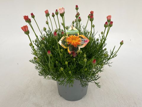 Rhodanthemum hosmariense 'Zagora Orange'