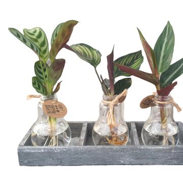 Arrangement Houseplants