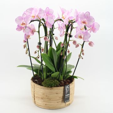 Arrangement Phalaenopsis