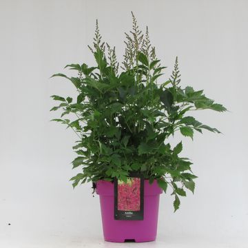 Astilbe 'Mainz'