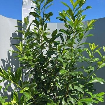 Prunus laurocerasus 'Novita'