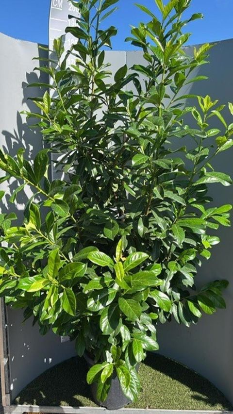 Prunus laurocerasus 'Novita'