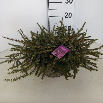 Erica x darleyensis 'Kramer's Rote'