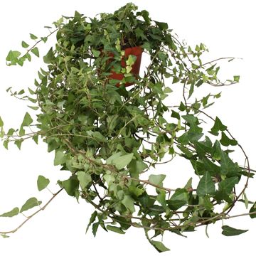 Hedera helix 'Anna'
