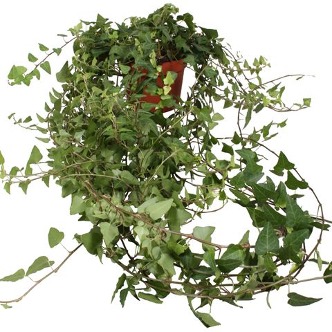 Hedera helix 'Anna'