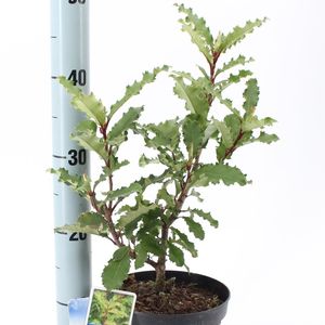 Photinia serratifolia CRUNCHY (About Plants Zundert BV)