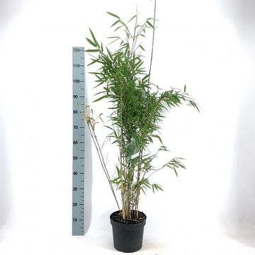 Fargesia 'Obelisk'