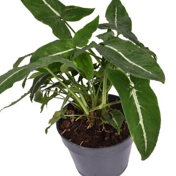 Syngonium wendlandii