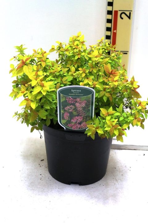 Spiraea japonica 'Golden Princess'
