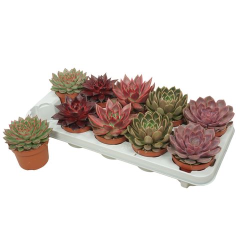 Echeveria MIX