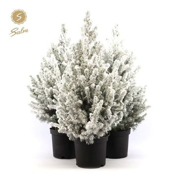 Picea glauca DECEMBER