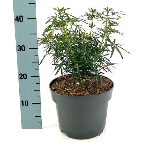 Choisya WHITE DAZZLER