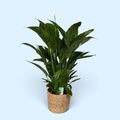 Spathiphyllum 'Sweet Lauretta'