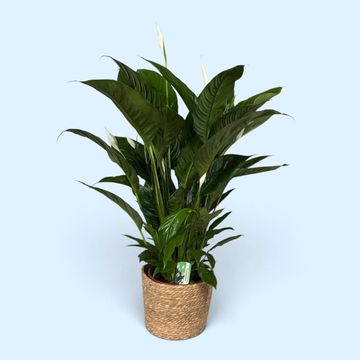 Spathiphyllum 'Sweet Lauretta'