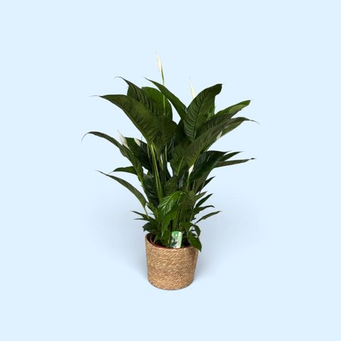 Spathiphyllum 'Sweet Lauretta'