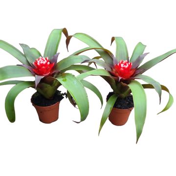 Guzmania 'Priscilla'