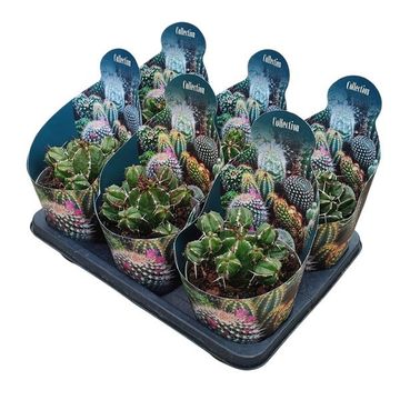 Euphorbia handiensis