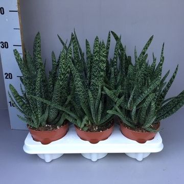 Gasteria carinata verrucosa