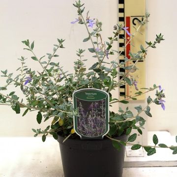 Teucrium fruticans 'Azureum'