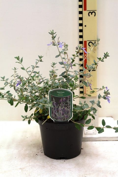 Teucrium fruticans 'Azureum'